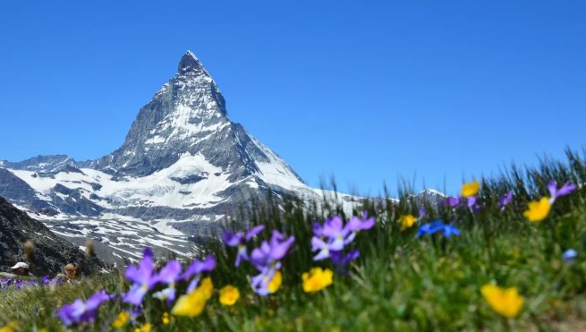 Schweizer Alpenkräuter